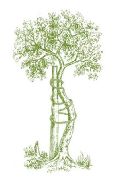 Dr Madeleine Kraus Logo